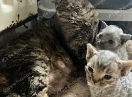 GCCF Registered Pedigree Devon Rex Kittens