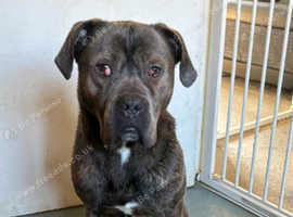 Cane corso