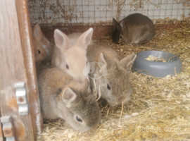 baby netherland dwarf rabbits