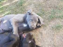 Cane Corso