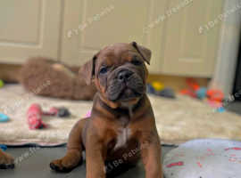 Olde English Bulldog Female pups