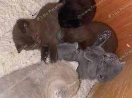 BSH Kittens