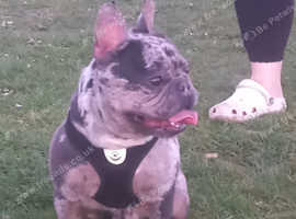 Male french buldog Merle 18 month old