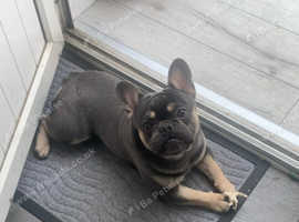 Frenchie rehome