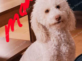 Cockerdoodlepoo