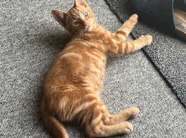 Gorgeous Ginger Kitten