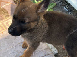 Lovely Puppy