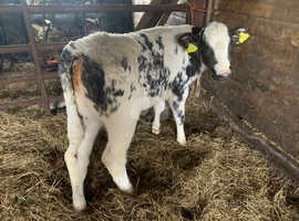 Weaned calves & milk calves