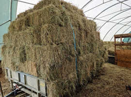 Small Square Hay Bales & Haylage in Essex
