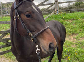Two year old gelding, grandsire Uthopia