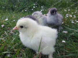 Dark brahma chicks and Hatchingeggs (blue brahma/ splash blue brahma and black brahma)