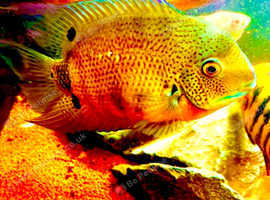 Quality breeding pair green severums