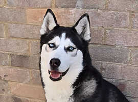 siberian husky