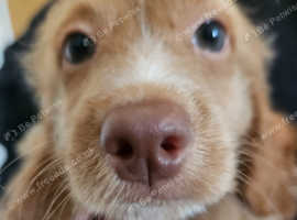 6 lovely sproodle puppies for sale - 1 lovely apricot female pup remaining