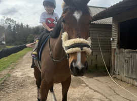 Super safe first horse bfg