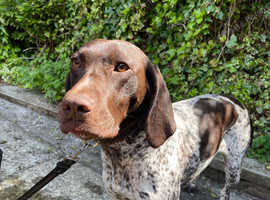 Female GSP for Adoption