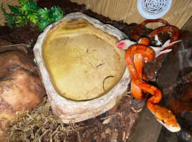 Female Corn Snake & Starter Viv Setup
