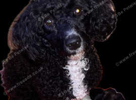 Toy poodles ready for there forever homes