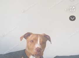 Staffordshire bull terrior x mastiff