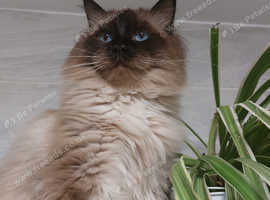 Handsome Seal Point Ragdoll for Stud services