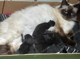 Blue eyed Ragdoll cross kittens
