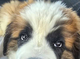 Female St Bernard Puppy