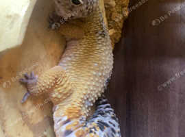 leopard gecko with vivarium!!