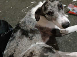 Lurcher north hot sale east