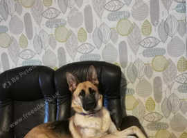 Female german shepherd for sale sales near me