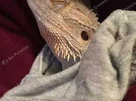 Friendly bearded dragon for sale with viv separate