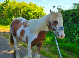 Beautiful TGCA filly 10mths