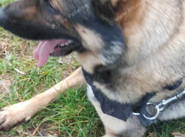 3 year old male German sheperd