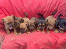 Jack Russell cross Yorkshire terrier puppies