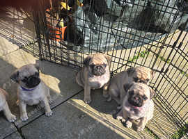 Adorable Pug Puppies ready for new home Saturday