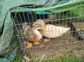 Saxony Ducks In East Barnby 