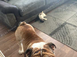 4year old English bulldog