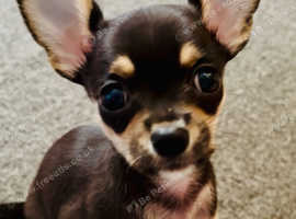 Tiny chihuahua female