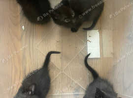 Siamese/ragmuffin kittens