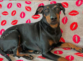 3 year old Manchester terrier