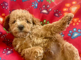 Cavapoo  Pups Simply Stunning!
