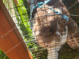 Boy rabbit for sale