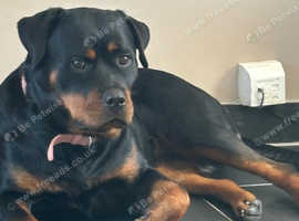 Rottweiler female for rehoming
