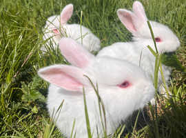 3 New Zealand bunnies for sale