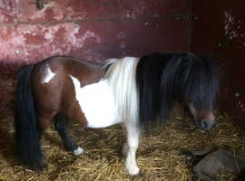 Miniature Shetland stallion