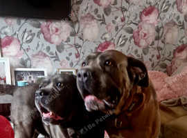 Quality assured, historical bloodline Cane Corso puppies