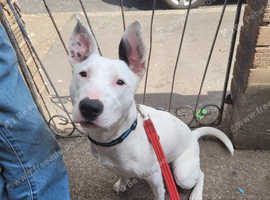 English bull terrier X