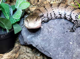 Merauke Blue Tongue Skinks at Birmingham Reptiles
