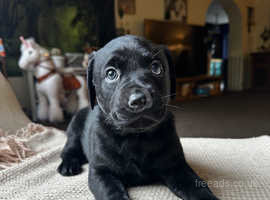 Stunning Rottweiler X Labrador pups