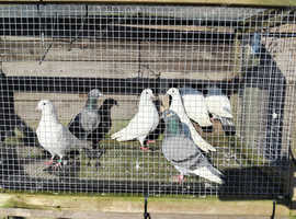 Pigeons forsale