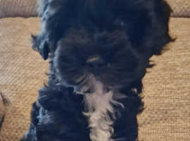 Tibetan X Toy Poodle  TToodles GIRL ONLY